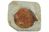 Fossil Leaf (Davidia) - Montana #262509-1